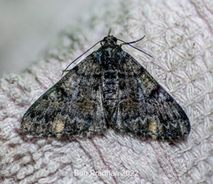 Alcis semialba