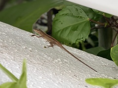Anolis nebulosus