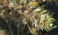 Forsskaolea hereroensis