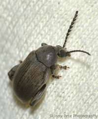 Pachymerus nucleorum
