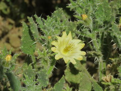 Codon schenckii