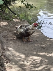 Cairina moschata domestica