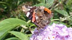 Vanessa atalanta