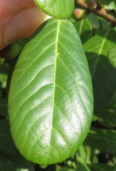 Bridelia cathartica
