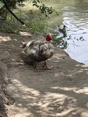Cairina moschata domestica