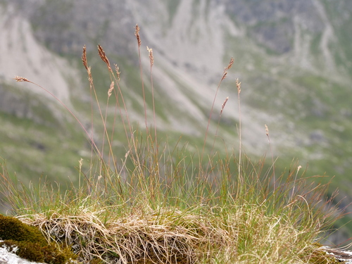 Festuca quadriflora, photograph 2