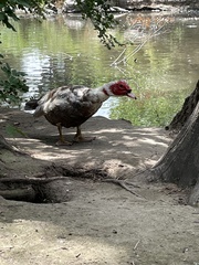 Cairina moschata domestica