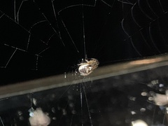 Araneidae