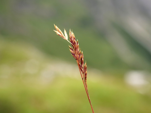 Festuca quadriflora, photograph 3