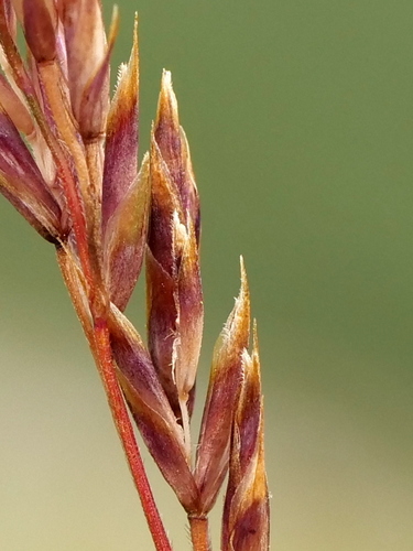 Festuca quadriflora, photograph 4