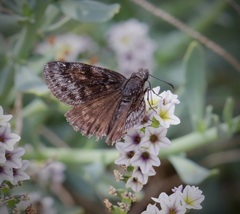 Erynnis afranius