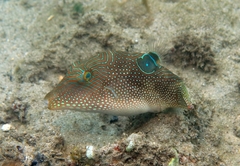 Canthigaster petersii