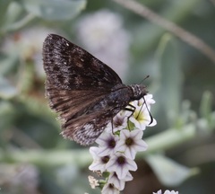 Erynnis afranius