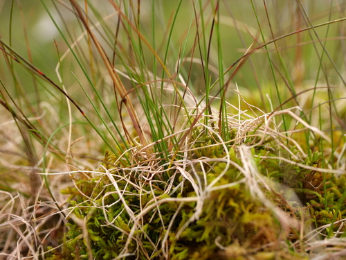 Festuca quadriflora, photograph 5