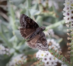 Erynnis afranius