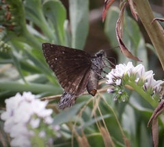 Erynnis afranius