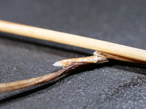 Festuca quadriflora, photograph 6