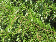 Bridelia cathartica
