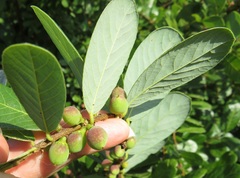 Bridelia cathartica