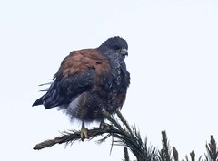 Geranoaetus polyosoma