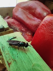 Hermetia illucens