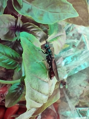 Hermetia illucens