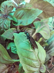 Hermetia illucens