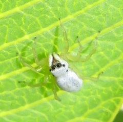 Phintella lajuma