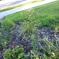 Erigeron canadensis