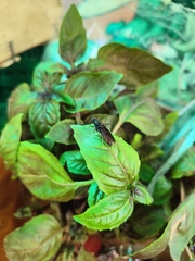 Hermetia illucens