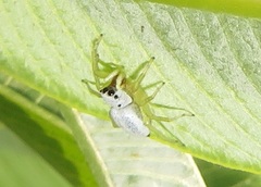Phintella lajuma