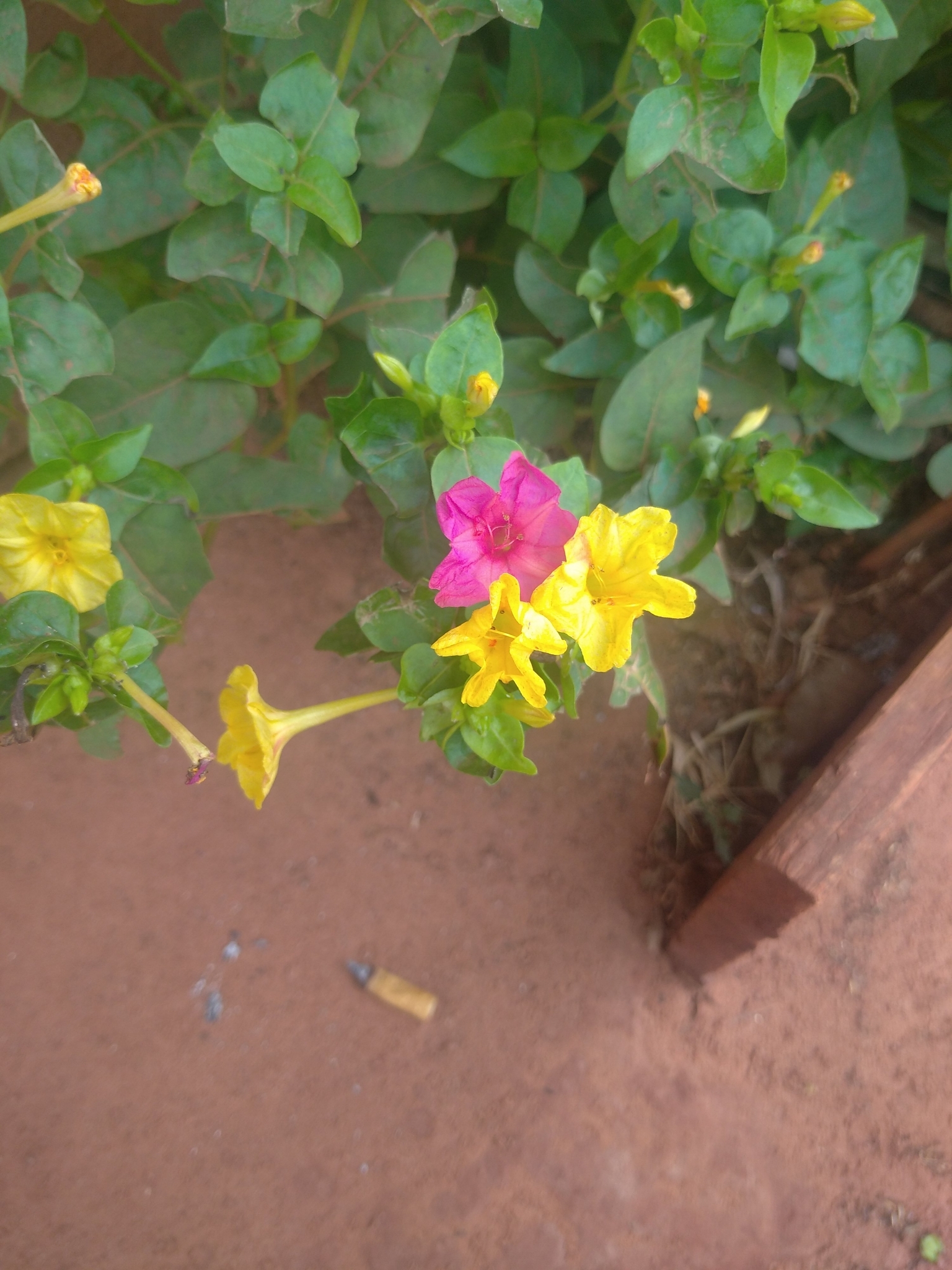 Mirabilis jalapa