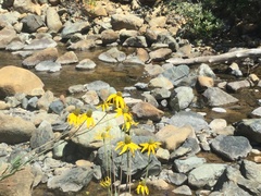 Rudbeckia californica