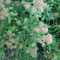 Spiraea japonica