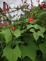 Ipomoea hederifolia