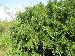 Bridelia cathartica