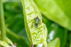 Cordylepherus viridis