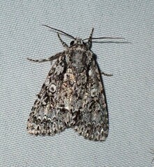 Acronicta marmorata