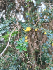 Berberis darwinii