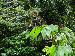 Bauhinia longicuspis