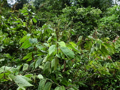 Bauhinia longicuspis