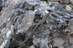 Psammodromus algirus