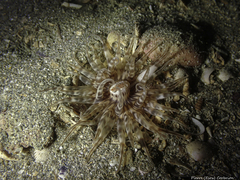 Mesacmaea mitchelli