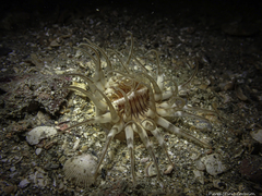 Mesacmaea mitchelli