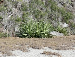 Agave rhodacantha