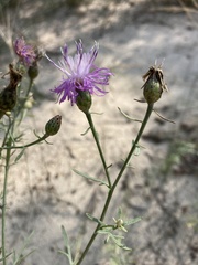 Centaurea borysthenica