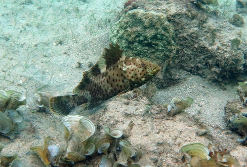 Longspine grouper (Epinephelus longispinis) — Serranidae — 4