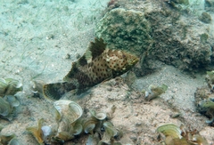 Epinephelus miliaris
