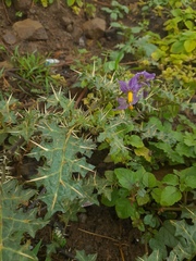 Solanum virginianum