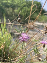 Centaurea borysthenica